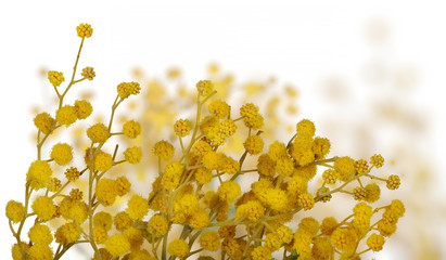 mimosa gold flowers isolated on white