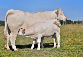 veau tétant une vache dans un pré 