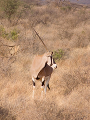 Fototapeta premium Gemsbok african antelope with long straight horns in the wild s