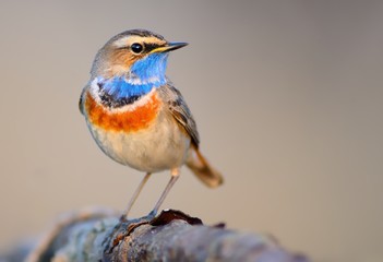 Bluethroat (Luscinia svecica) on the branch