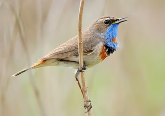 Bluethroat (Luscinia svecica) on the branch