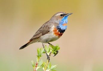 Fototapeta premium Bluethroat (Luscinia svecica) on the branch