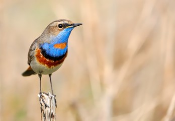 Bluethroat (Luscinia svecica) on the branch