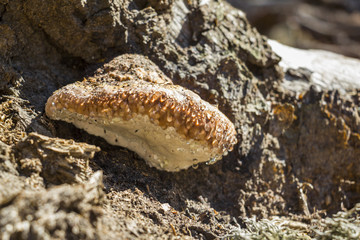 Water drops on timber hub