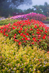 Flower Garden Doi Inthanon in Chiang Mai, Thailand