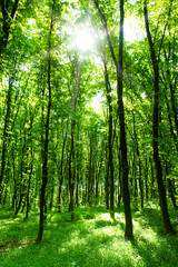 Fototapeta na wymiar beautiful green forest
