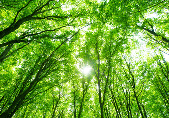 beautiful green forest