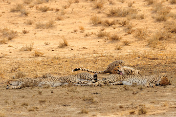 Fototapeta na wymiar Cheetahs resting