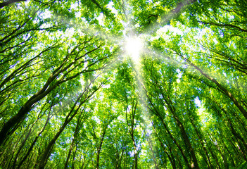 Obraz premium beautiful green forest