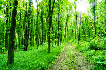 Fototapeta premium Nature background of green forest