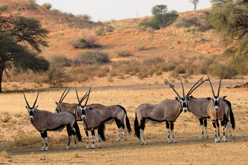 Gemsbok herd