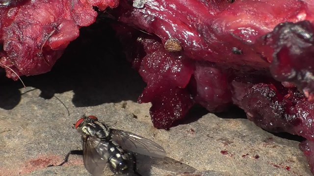 Aasfliege an Fleisch