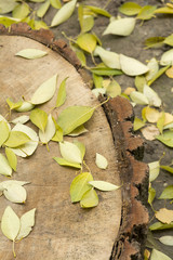 Autumn leaves