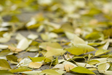 Autumn leaves