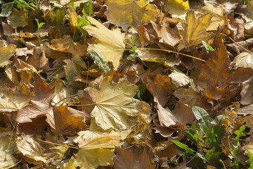 Autumn leaves