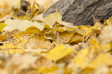 Autumn leaves