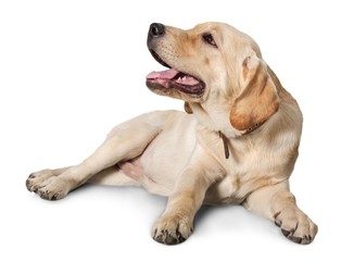 Labrador.