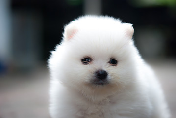 Portrait of a white Pomeranian puppy