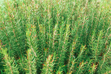 Small green plant background popular choice for christmas backgr