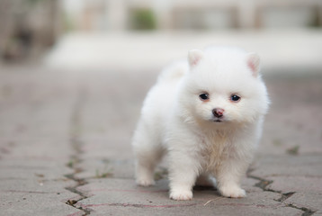 Fototapeta na wymiar Portrait of a white Pomeranian puppy