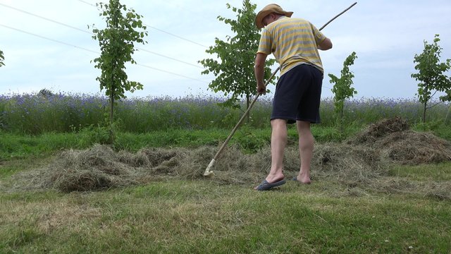 male gardener in shorts rake hay dry grass near cornflower field in summer. Young farmer do agriculture works in farm. Static shot. 4K
