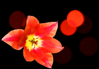Red tulip close up on a dark background