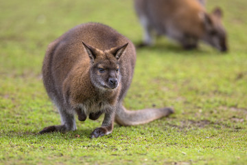 Feeding Bennet Wallaby © creativenature.nl