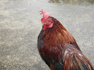 Beautiful Rooster