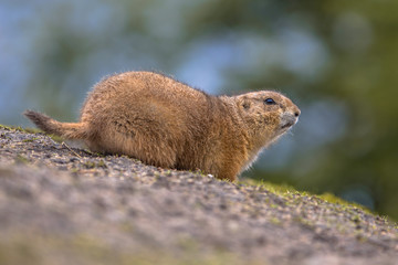 Black-tailed prairie dog