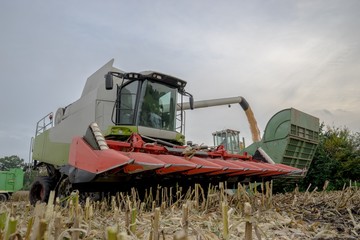Fototapeta premium Maishäcksler bei der Ernte