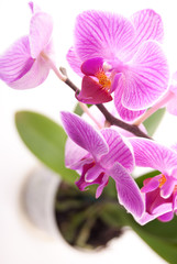 Pink orchid in pot on white background. 
