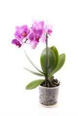 Naklejka na ściany i meble Pink orchid in pot on white background. 