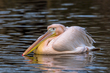 Great white pelican swimming