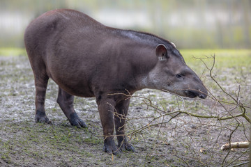 South american Tapir
