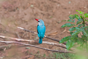 The Woodland Kingfisher (Halcyon senegalensis) sits on deadwood branch against land background. Lake Manyara National Park, Tanzania, Africa. 

