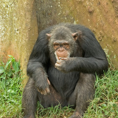 Adult female chimpanzee seating back to tree and eating. Ngamba island chimpanzee sanctuary, Uganda. 
