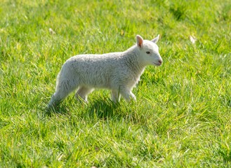Laufendes Schafjunges auf einer Wiese