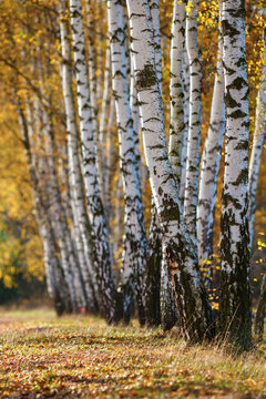 Autumn, birch grove