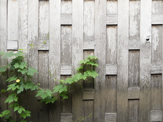 Ivy on wooden walls