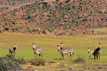 Fototapeta na wymiar Mountain zebras herd