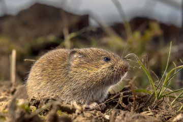 Common Vole in a field