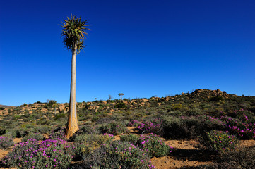 Quiver trees