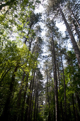 Green Forest in the Vitosha Mountains, Sofia, Bulgaria