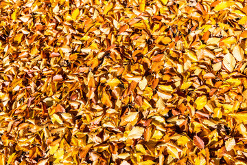 background yellow leaves at sunny day