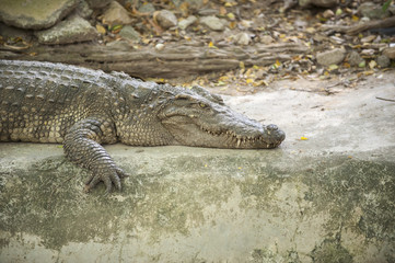 Crocodiles dangerous animals