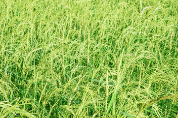 Rice plant in rice field