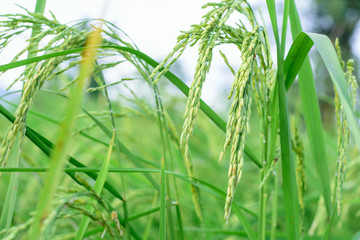 growth paddy rice in rice fields