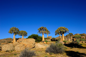 Quiver trees