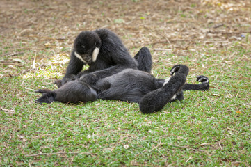 Gibbons in zoo.