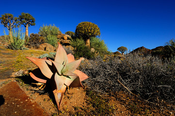 Quiver trees